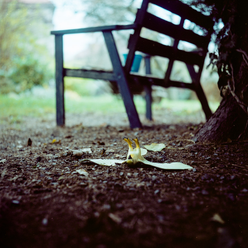 The Garden